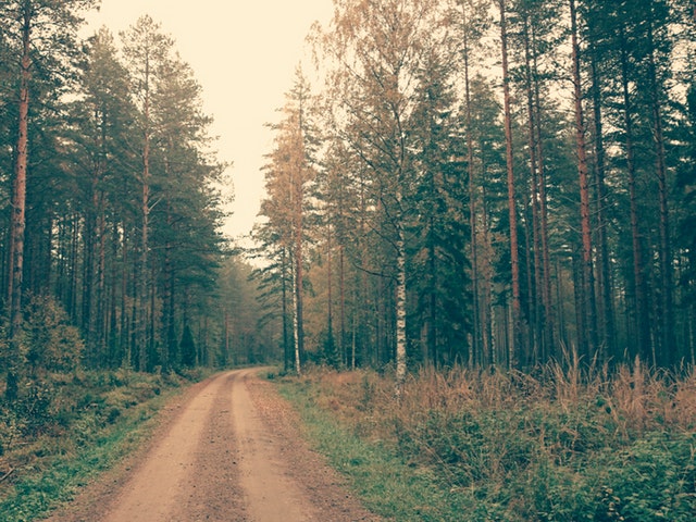 Stig i skogen